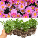 Argyranthemum Madeira Deep Pink Plants (Set of 3 or 6)