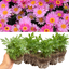 Set of 3 or 6 Large Plants - Argyranthemum Madeira Deep Pink, Outdoor Garden Ready