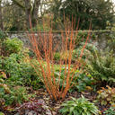Cornus Anny's Winter Orange Plants