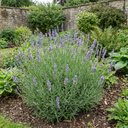 Lavender Hidcote Light Blue Plant (2L Pot)