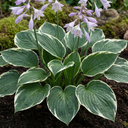 Francee Plantain Lily Plants (Set of 3 or 6)