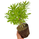 Euphorbia Ascot Rainbow Plant