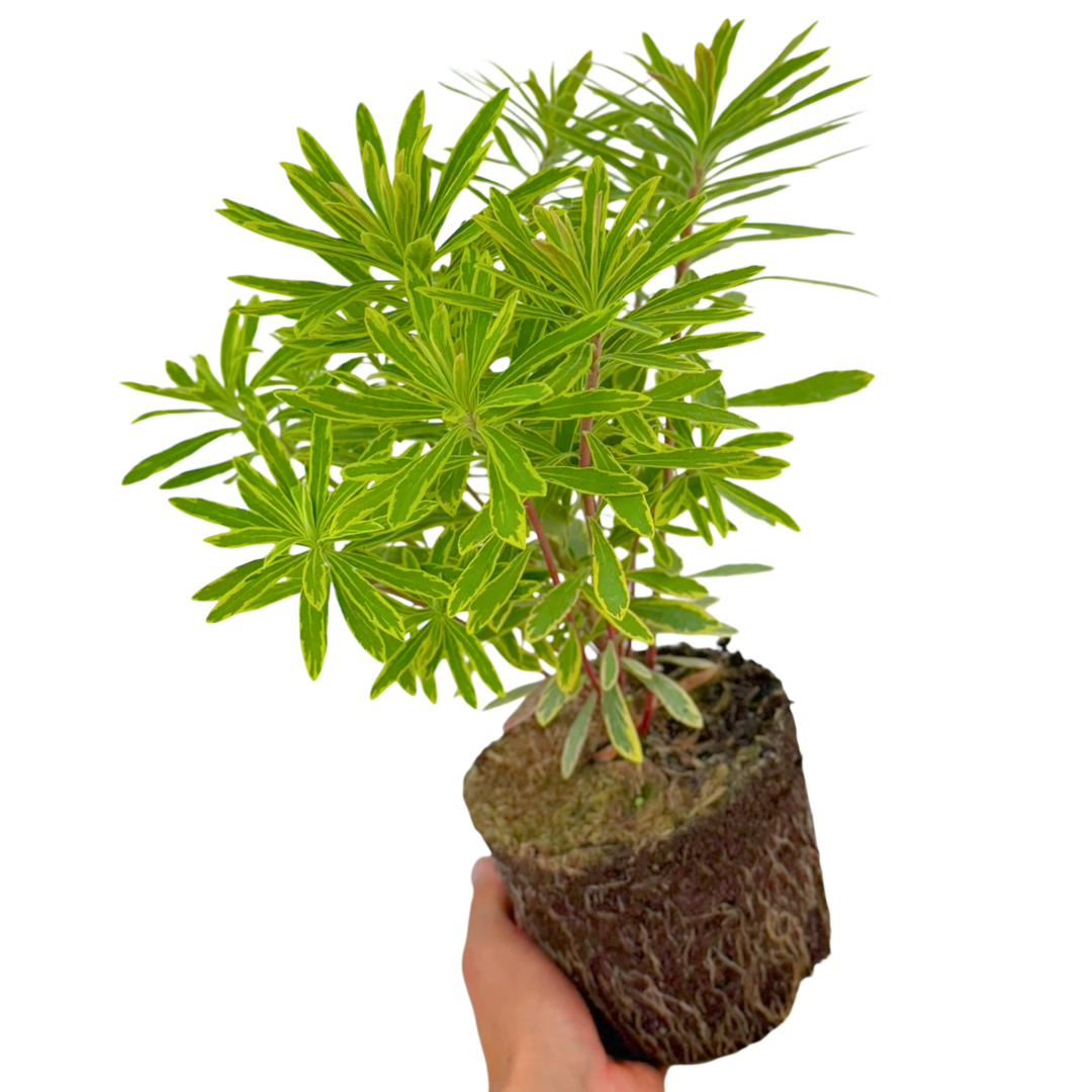 Euphorbia 'Ascot Rainbow' (Spurge) – Evergreen Perennial (2L Pot)