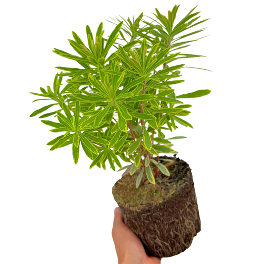 Euphorbia 'Ascot Rainbow' (Spurge) – Evergreen Perennial (2L Pot)