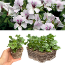 Geranium Tornado White Plants (Set of 3 or 6)