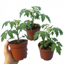 Tomato Tumbling Tom Variety Plants (Set of 3 or 6)