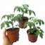 Set of 3 or 6 Large Plants - Tomato Tumbling Tom Variety, Outdoor Garden Ready, 10.5 cm