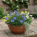 Trailing Verbena Blue Eye Plants (Set of 3 or 6)