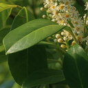 Prunus Rotundifolia Plant