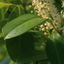 Prunus Rotundifolia