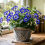 1 Large Bedding Plant - Senetti Blue Bicolour, Outdoor Garden Ready, 2L Pot