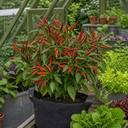 Thai Dragon Chilli Pepper Plants