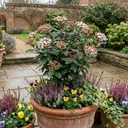 Viburnum Tinus Gwenllian Hardy Evergreen Flowering Shrub Plants (Set of 3 or 6)