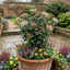 Set of 3 or 6 Viburnum Tinus Gwenllian Hardy Evergreen Flowering Shrub Plants, Winter Flowering Hedge, Outdoor Garden Ready, 11cm Root-Ball
