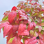 Nandina Obsessed
