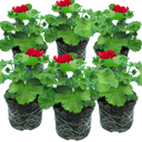 Geranium Calliope Dark Red Plants (Set of 3 or 6)