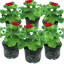 Set of 3 or 6 Large Plants-Geranium Calliope Dark Red, Ready To Plant In Your Garden