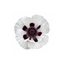 6 Papaver Orientale Royal Wedding Plants, Hardy White Oriental Poppy Perennial, 1 Litre Root Ball