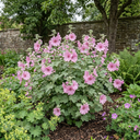 Lavatera Bredon Springs Tree Mallow Plant (2L Pot)