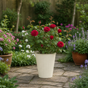 3Ltr Red Patio Rose Plant in Nursery Pot, Outdoor Pots