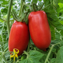 Brandy Boy Beefsteak Tomato Plants