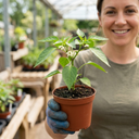 Padron Variety Plants (Set of 3 or 6)