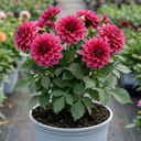 Dahlia Maggiore Deep Rose Plants