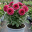1 Dahlia Maggiore Deep Rose Live Plant, Summer Flowering Garden Ready, 3 Litre Root Ball
