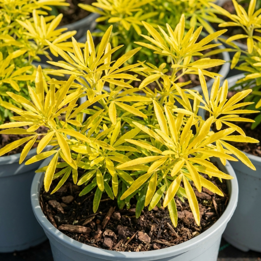 Golden Choisya in a pale pot with slender bright yellow fingered leaves in dense upright sprays