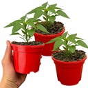 Sweet Pepper Redskin Plants (Set of 3 or 6)