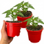 Set of 3 or 6 Large Plants - Sweet Pepper Redskin, Ready to Plant in Your Garden
