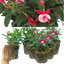 Set of 3 or 6 Large Plants - Fuchsia Diva Red & White, Ready to Plant in Your Garden