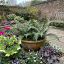 Dryopteris Atrata Wood Fern Plants (Set of 3 or 6)