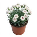 Dianthus Coconut Sundae Cottage Pinks Plants