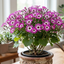 1 Large Bedding Plant - Senetti Pink Bicolour, Outdoor Garden Ready, 2L Pot