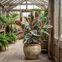 Ficus Elastica Tineke Rubber Tree Plants