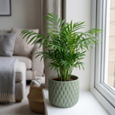 Parlour Palm Chamaedorea Elegans Plant