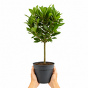 2L Bay Tree, Laurus Nobilis, Evergreen Culinary Herb, Pots