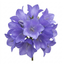 3 Campanula Persicifolia Caerulea Hardy Blue Bellflower Plants, Outdoor Garden Ready, 11cm Root-Ball