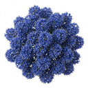 Ceanothus Pugets Blue Plant (2L Pot)