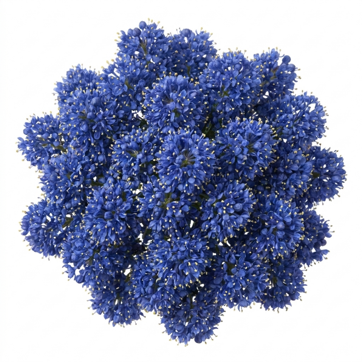 Ceanothus 'Puget Blue' (Californian Lilac) – Evergreen Shrub (2L Pot)