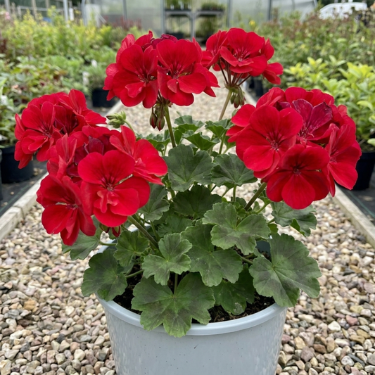 Potted geranium with bold scarlet-red flower heads above zoned green leaves