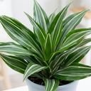 Dracaena White Jewel Dragon Tree Plants