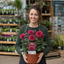 1 Large Plant - Dahlia Maggiore Fun Pomegranate, Ready to Plant in Your Garden