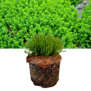 1 Large, Garden Ready Plant - Hebe Green Globe (Shrubby Veronica), 17cm / 2L Pot