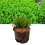 1 Large, Garden Ready Plant - Hebe Green Globe (Shrubby Veronica), 17cm / 2L Pot