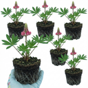 Lupin Legendary Rose Plants (Set of 3 or 6)