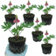 Set of 3 or 6 Lupin Legendary Rose Hardy Perennial Plants, Summer Flowering Cottage Garden Plants, Outdoor Garden Ready, 1 Litre Root-Ball