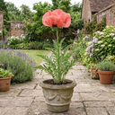 Oriental Papaver Paradiso Poppy Plants