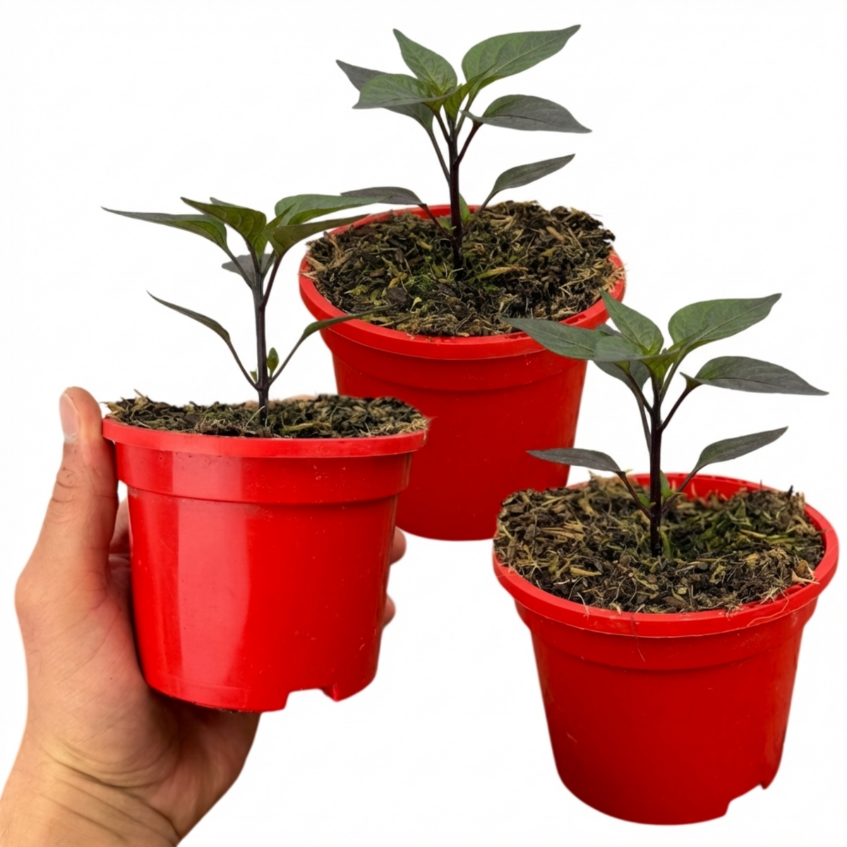 Chilli 'Zimbabwe Black' – Ornamental Chilli Pepper (Set of 3 or 6)